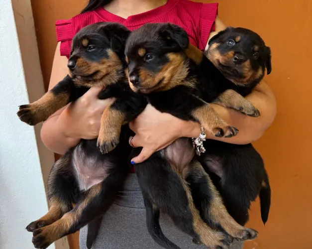 Rottweiler