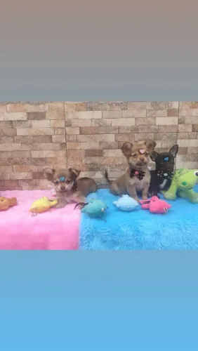 Casal de chihuahua disponíveis ( com pedigree)