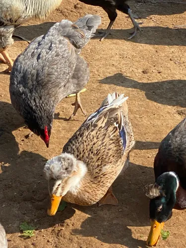 Venda de ovos galados de lindos marrecos 