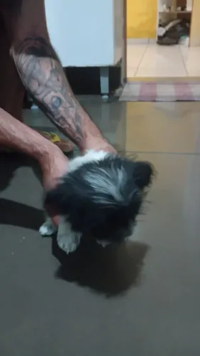 Cachorro shi tzu com 80 dias filhote cada uma 550,00