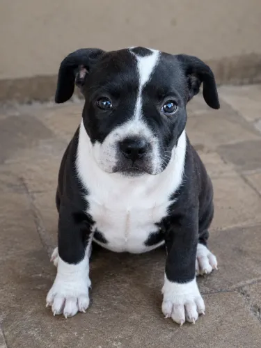Pitbull Fêmea 