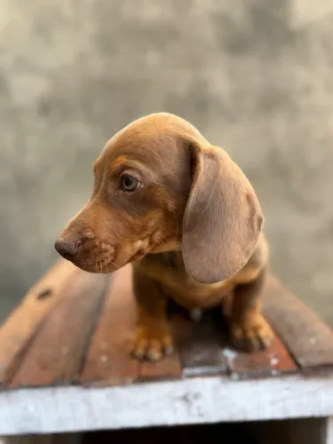 FILHOTE MACHO DACHSHUND À VENDA! ?