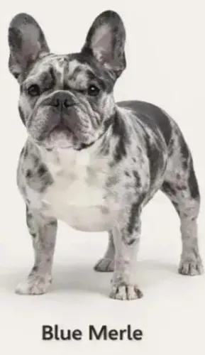 FÊMEA BULDOG FRANCÊS MERLE