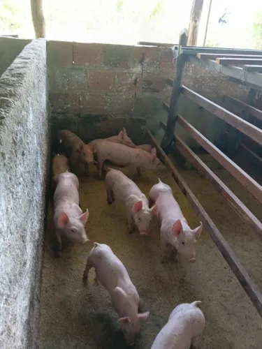 Vendo bacurinhos 