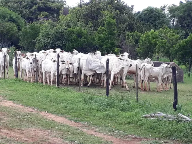 FAZENDINHA FINANCIADA e pronta, 5x= de R$20.000,00 mas 60 vezes