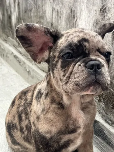 Buldogue francês