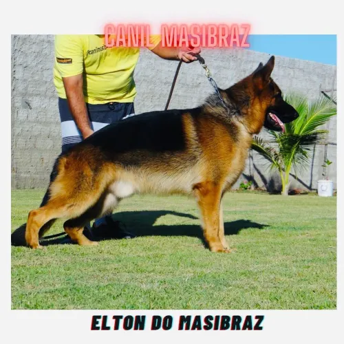 FILHOTE DE PASTOR ALEMÃO - PEDIGREE 