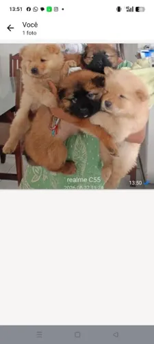Venda de Chow chow