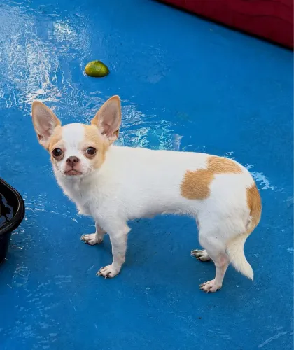 Chihuahua fêmea