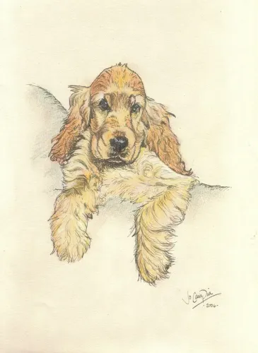 Procura-se cocker spaniel em manaus. Adulto ou filhote ?