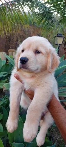 Linhagem excelente peludos e carinhosos assim é Golden Retriever