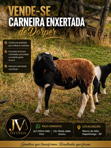 Carneiros dorper