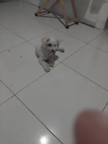 Vendo cachorro picnes valor 200 reais