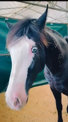 Cavalo