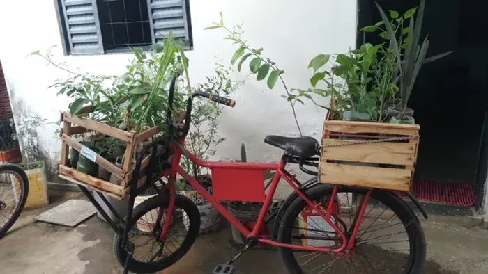 Mudas sábado no mercado Municipal de montes claros