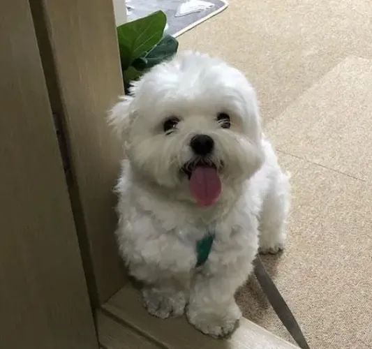 Filhote Maltês, Um Amigo de Quatro Patas Que Te Ama Sem Medidas!