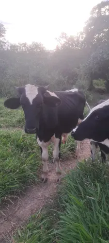 Vendo garrote PO