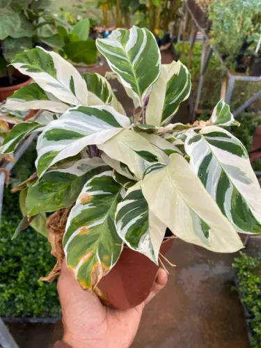 Muda de Maranta calathea