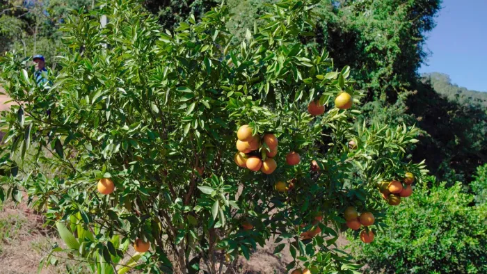 Chácara a 800m do Centro de Conceição do Castelo 