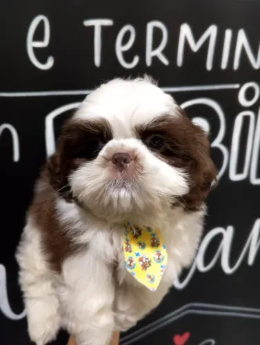 Filhotes de Shihtzu Fêmeas Chocolate e Branco, Disponiveis