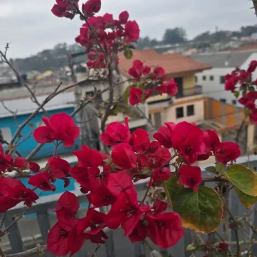 Muda de Primavera Grande