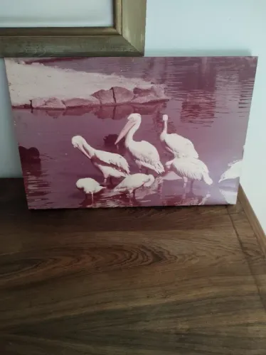 Quadro poster pelicanos do Zoológico de São Paulo- Anos 1980/1990