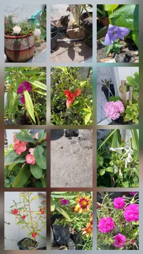 Mudas de plantas