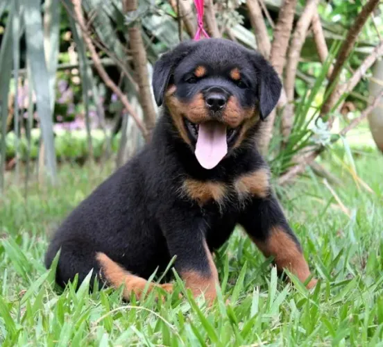 Rottweiler cabeça de touro, com garantias e suporte veterinário gratuito!