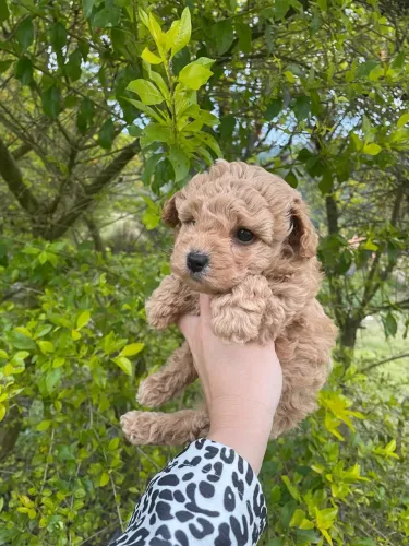 Poodle Toy Macho ( entrega hoje venda ) 