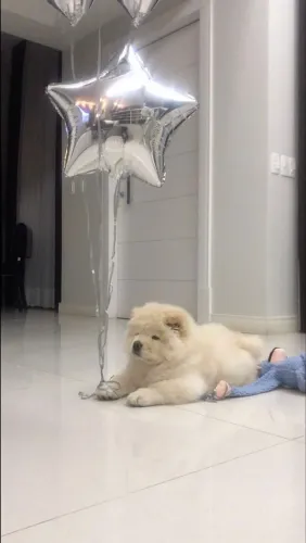 Filhotes de Chow Chow | Fofura em tamanho compacto!