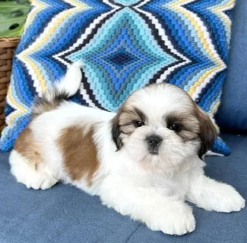 Filhote Shih Tzu, Aumigos Leais Buscando Lares Felizes!