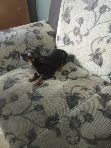 Pinscher fêmea 3anos