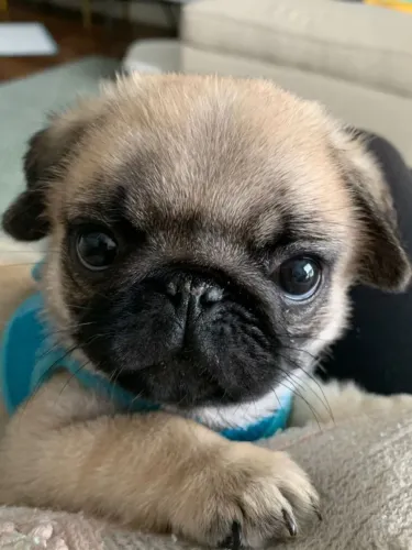 Pug filhote disponível de roupinhas azul