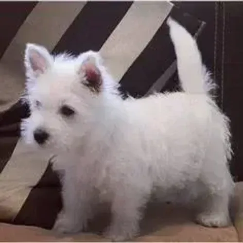 West Terrier Filhotes Muito Carinhosos
