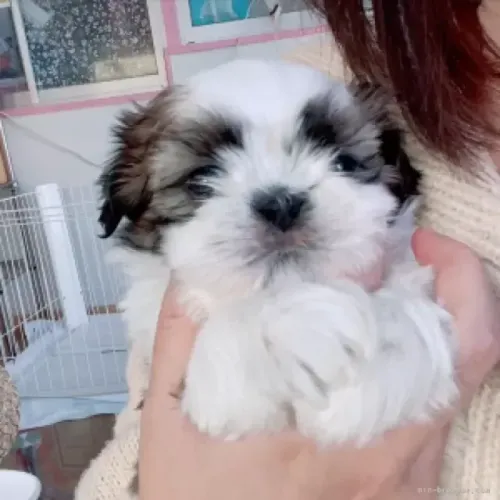 Neném Macho e Fêmea com Pedigree Shih tzu/shitzu São Paulo