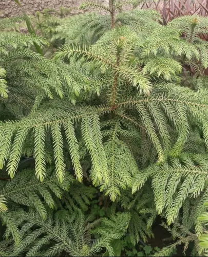 Araucária Columnaris Excelsea