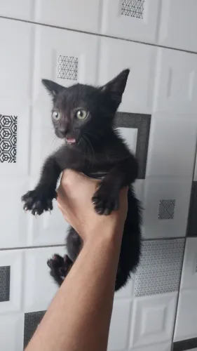 Doa-se gatos, uma fêmea e um macho