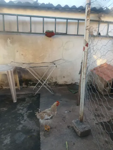Vendo 4 aves 1 galo frango 3 galinha franga 150$