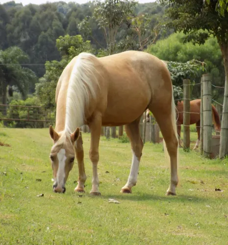 ÉGUA QUARTO DE MILHA