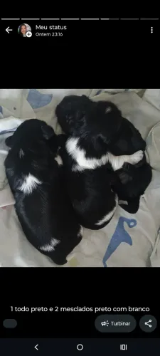 Filhotes de Shitzu