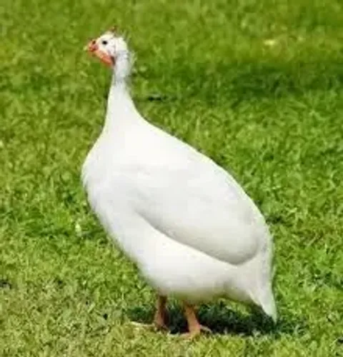 Vende -se galinha caipira e galinha d'Angola