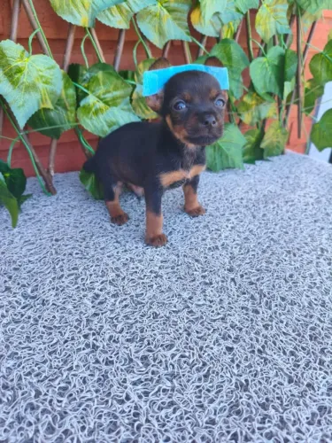 Pinscher pequeno e encantador disponível