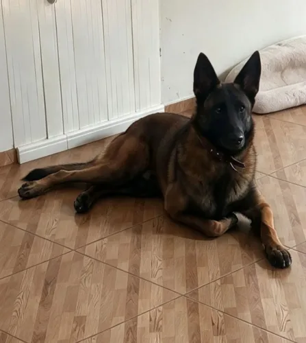 Pastor Belga Malinoar