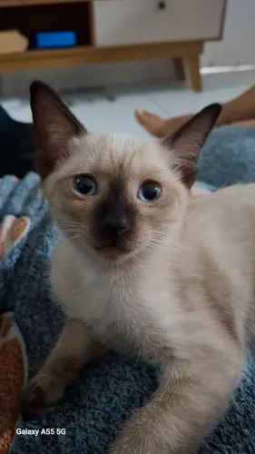 FÊMEA Filhote de gato siamês 2 meses