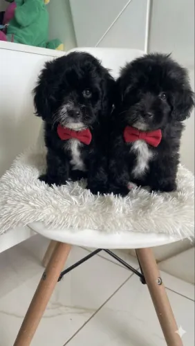 Poodle toy macho 
