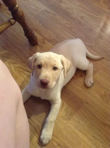 Filhotes De Labrador - Nada Como Um Filhotinho Para Espalhar Amor Por Onde Passar!