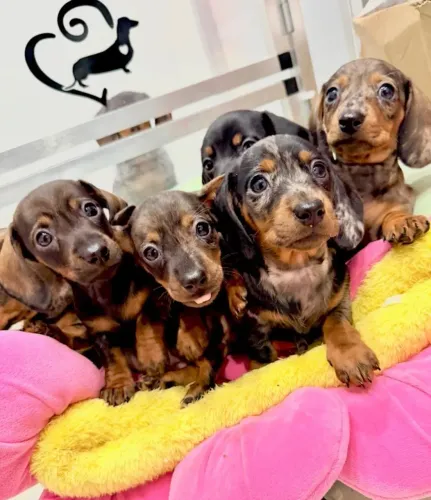 Filhotinhos dachshund/teckel/basset/salsicha/cofap genética selecionada