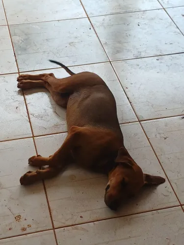 Doa-se cachorro