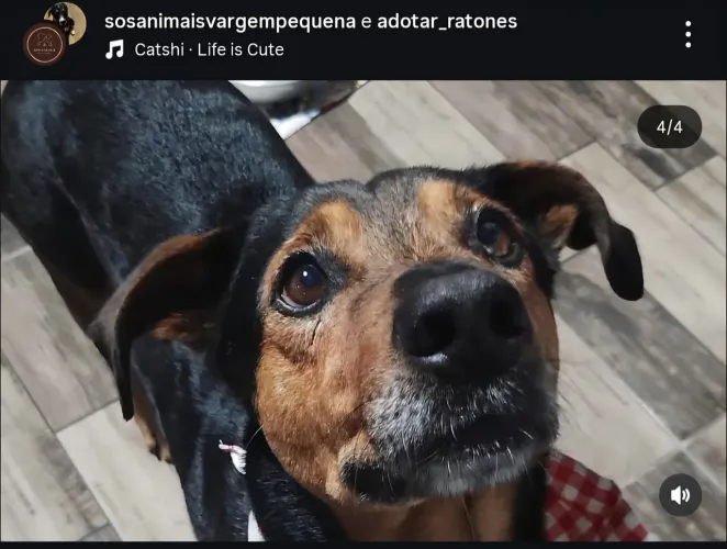 Adote um amigo Florianópolis