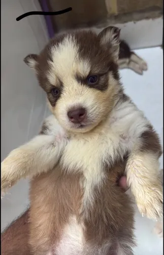 Filhote de husky